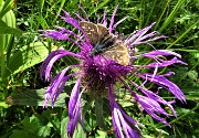 82 Fiordaliso alpino (Centaurea nervosa) con ospite